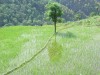 rice field of kanchenjanga trek