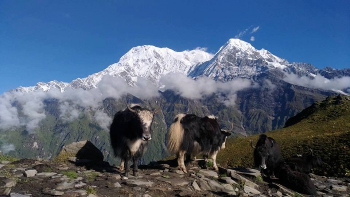 Grazing Yaks in Mardi Himal